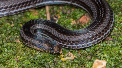 Macro image of a very venomous Banded Malaysian Coral Snake