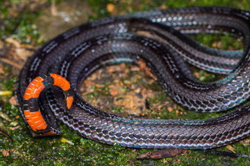 Macro image of a very venomous Banded Malaysian Coral Snake