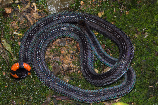Macro image of a very venomous Banded Malaysian Coral Snake