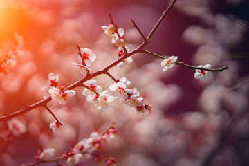Cherry blossoms