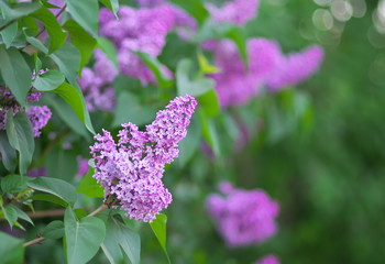 Flower of a lilac.