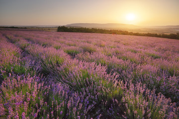 Naklejka na ściany i meble Meadow of lavender at sunse
