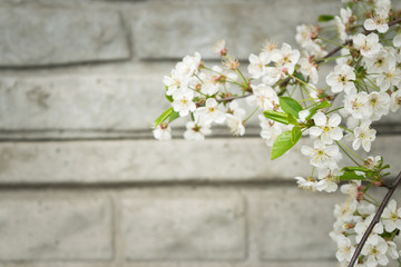 Flowering tree branch against the wall. Spring white blossoms.