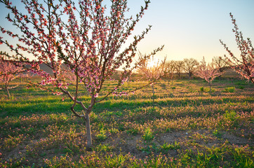 Spring of peach garden.