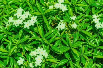 Small green leaves with small white flower background texture. Green nature background concept.