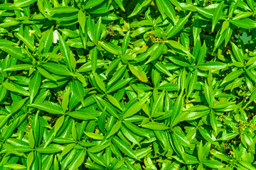 Small green leaves background texture Green nature background concept.