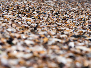 sea ​​pebbles and shells and sand. texture. the background