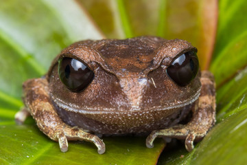 Obraz premium Masked tree frog, Frog, Frog of Borneo ,Close-up of frog of Borneo
