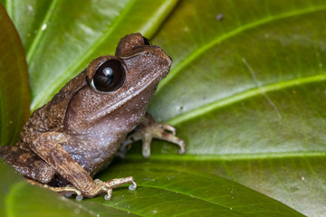 Masked tree frog, Frog, Frog of Borneo ,Close-up of frog of Borneo