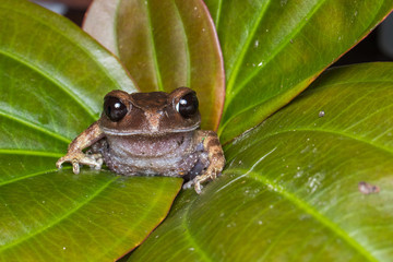 Masked tree frog, Frog, Frog of Borneo ,Close-up of frog of Borneo