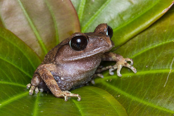 Obraz premium Masked tree frog, Frog, Frog of Borneo ,Close-up of frog of Borneo