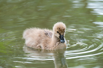 Baby Black Swan (Cygnus atratus), Native to Australia