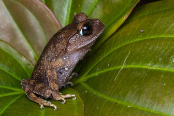 Masked tree frog, Frog, Frog of Borneo ,Close-up of frog of Borneo