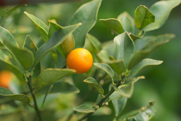 金柑（kumquat）