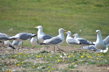 Baikal gulls