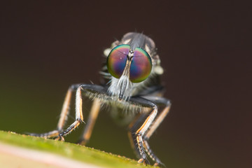 Robber Fly / Close-Up of the beautiful Robber Fly (selective Focus)