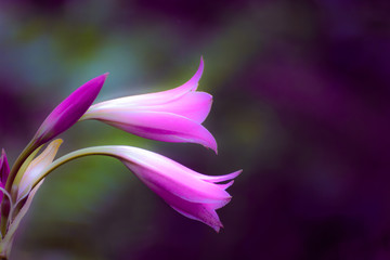 Obraz na płótnie Canvas Beautiful pink flower background