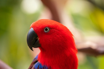 colorful parrot