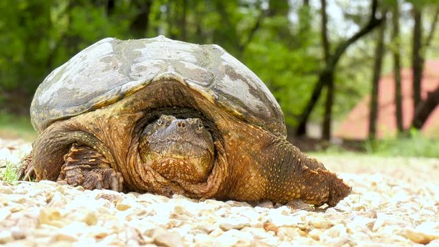 Common Snapping Turtle up close