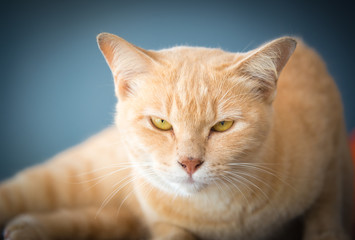 Naklejka na ściany i meble Portrait beautiful cute red cat action to take photo at home.