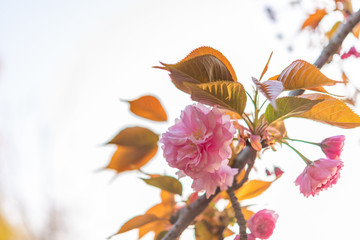 日に照らされた花