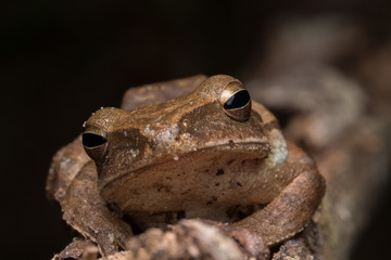 Macro image of  Dark-eared Tree Frog of Borneo Island