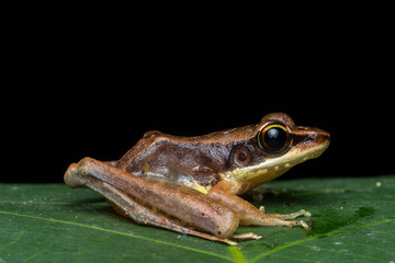 Macro shot image of Torrent Frog of Borneo Island