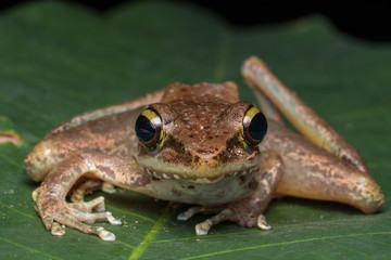 Obraz premium Macro shot image of Torrent Frog of Borneo Island