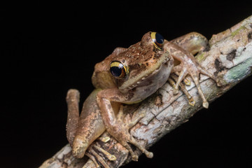 Macro shot image of Torrent Frog of Borneo Island
