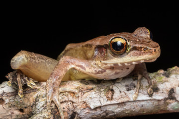 Macro shot image of Torrent Frog of Borneo Island