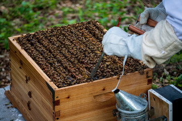 beekeeper working with bees in hive