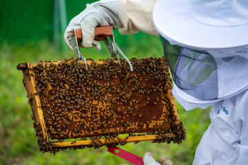beekeeper with honeycomb