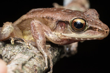 Macro shot image of Torrent Frog of Borneo Island