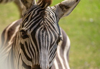 zebra in africa
