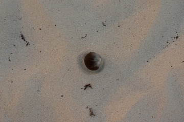 Sand Nut