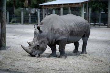 rhino looking for food