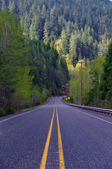 Empty Road into the forest