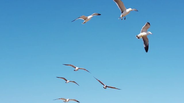 Slow motion video of seagulls flying against the sky. Natural background.