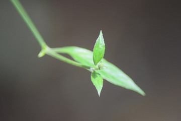 Growing plant