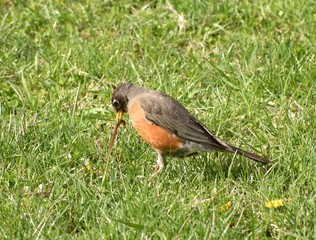 Robin pulling worm out of the ground