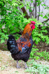 hen and green grass - free range chicken