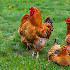hen and green grass - free range chicken