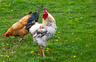 Naklejka na ściany i meble Beautiful black-white cock with a red crest, poultry yard, farm