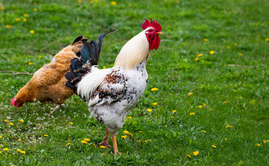 Naklejka na ściany i meble Beautiful black-white cock with a red crest, poultry yard, farm
