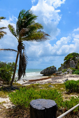palm tree on the beach