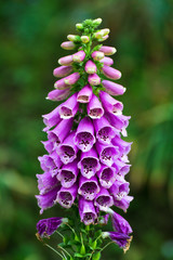 Pink multilayer beautiful pink flower