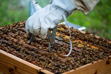 bees in the hive