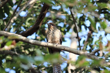 sparrow on branch of tree