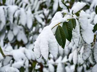 Image of bay leaf under the snow.