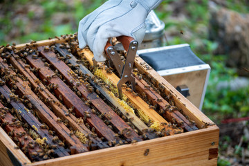 beekeeper with honeycomb